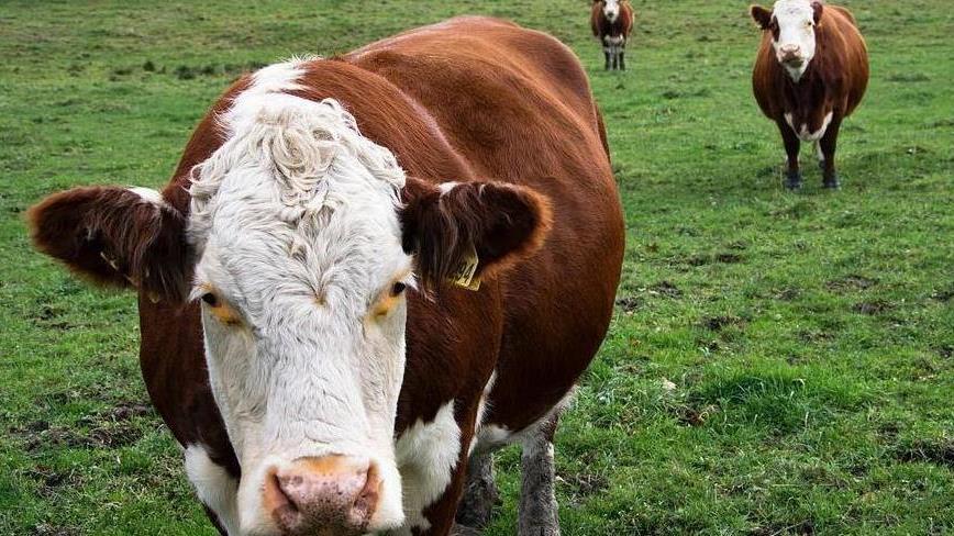 Lenke til artikkel: Aure og Smøla kommuner legger ut den kliniske veterinærvakttjenesten ut på anbud på Doffin.no 