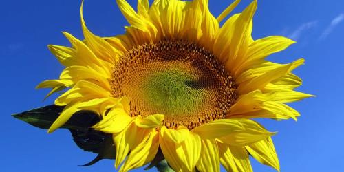 Blomst