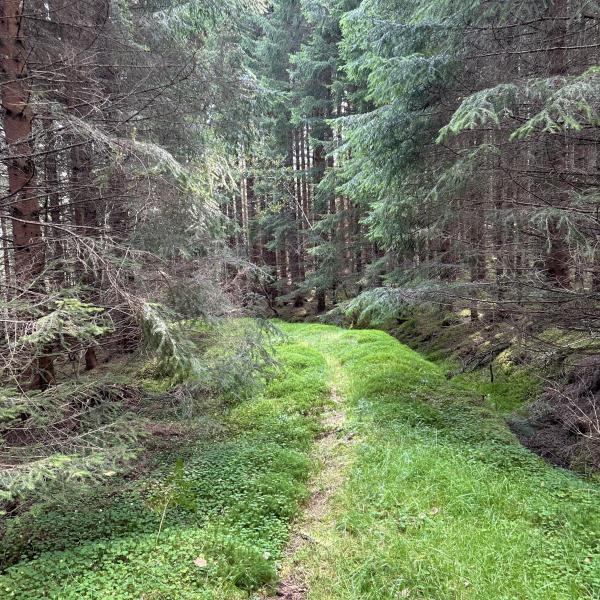 Skog