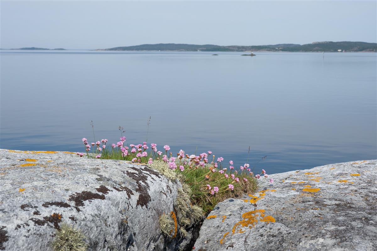 Svaberg og strandblomster - Klikk for stort bilde